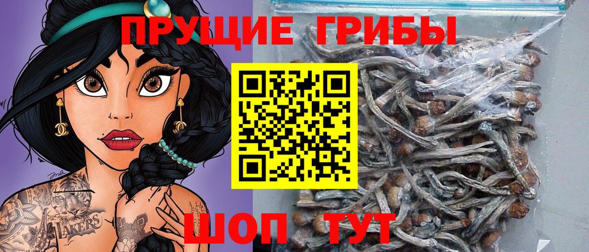 Псилоцибиновые грибы Psilocybe Ртищево